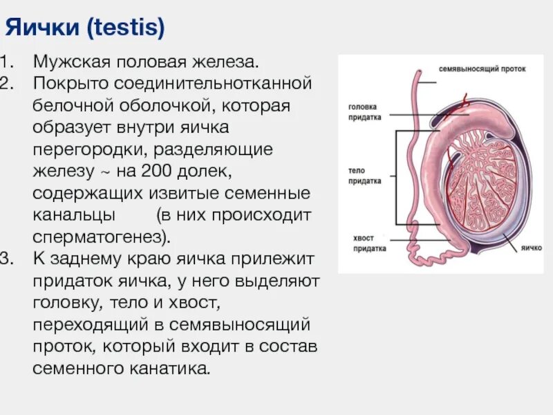 Строение яичка белочная оболочка. Белочная оболочка семенника. Яичко мужское анатомия. Мужская половая железа. Функции придатка яичка