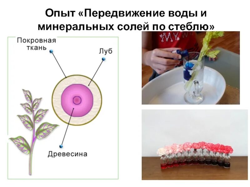 Лабораторная работа по биологии передвижение воды. Опыты передвижение воды и Минеральных веществ. Перемещение Минеральных веществ и воды в растении. Передвижение воды по стеблю опыт. Оыт перемещением Минеральных веществ по растению.