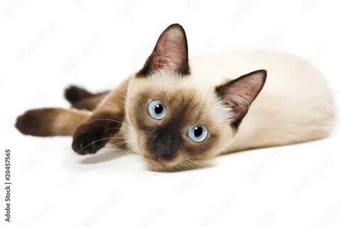 Кошка неодушевленное