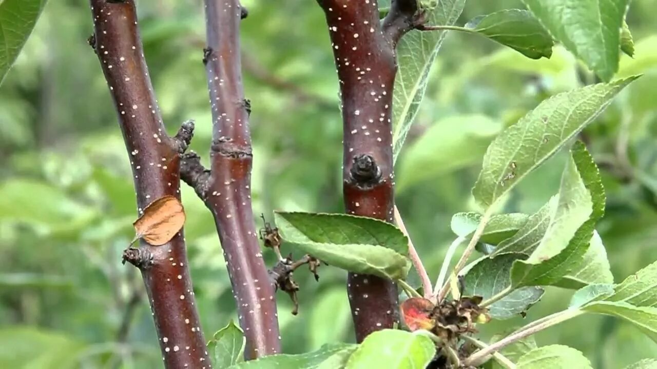 цитоспороз (стволовая гниль. кант скользяк сердечник части сноуборда. грушевая медяница на груше. погнутый грушевый кровоточить. яблонная и грушевая медяницы.