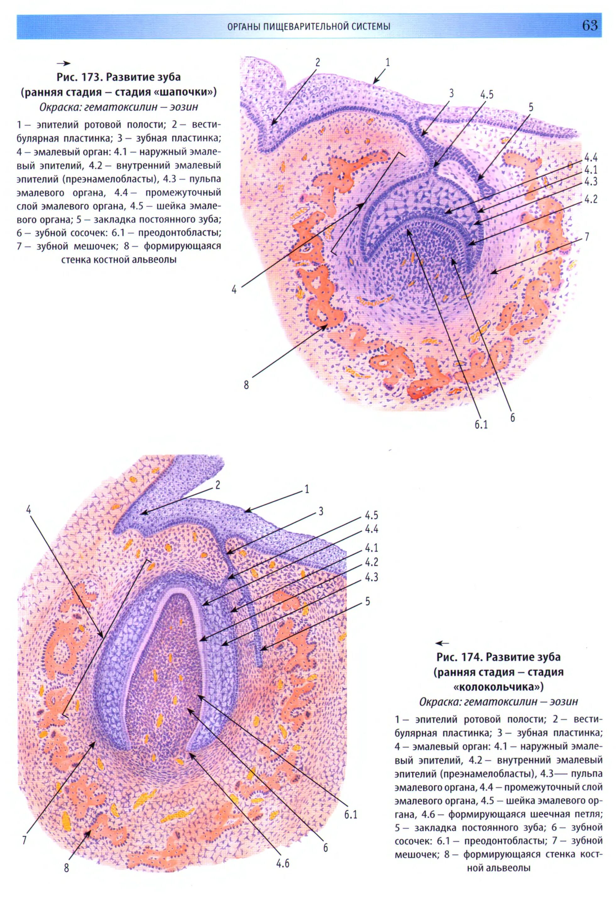 Стадии развития зуба. Стадии развития зуба гистология. Ранняя стадия развития зуба гистология. Ранняя стадия развития зуба препарат. Развитие зуба эмалевый орган ранняя стадия.