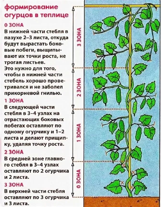 Надо ли прищипывать огурцы. Схема прищипывания огурцов. Прищипка пасынков огурцов. Схема формирования стебля огурца. Огурцы формирование куста в теплице схема.