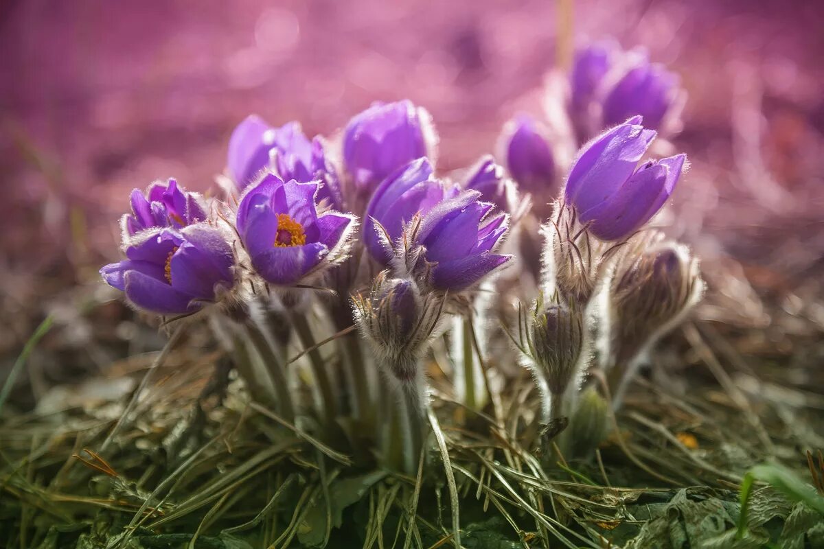 Прострел - сон трава. Прострел (Подснежник, сон-трава, Pulsatilla). Первоцветы сон трава. Сон-трава первоцвет подснежники.