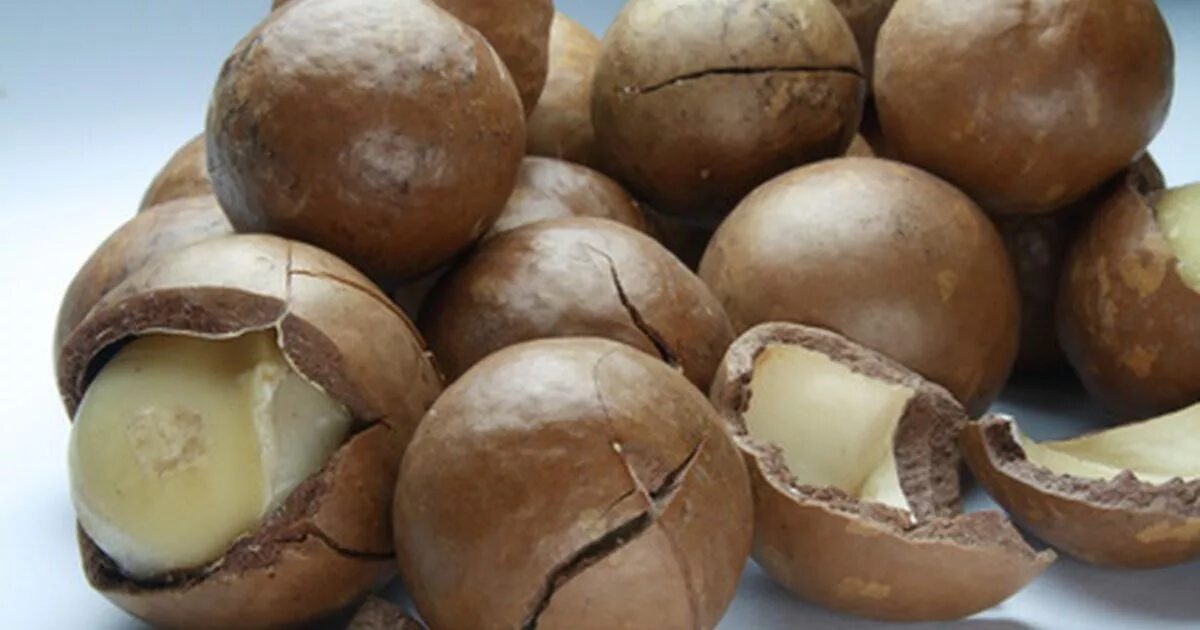 Macadamia butter
