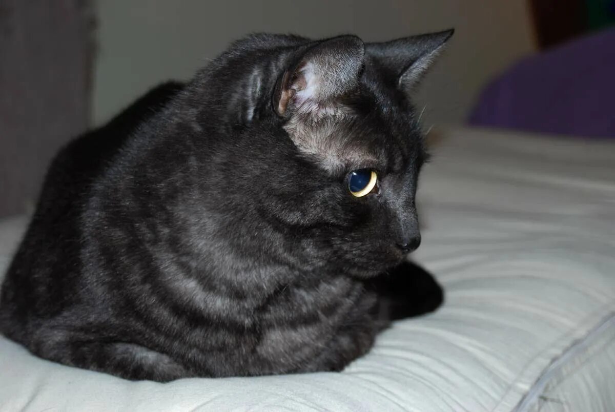 Породы кошек черно серого окраса. Азиатский табби дымчатый. Азиатская табби кошка. Азиатская табби полосатая. Азиатская табби кошка черная.