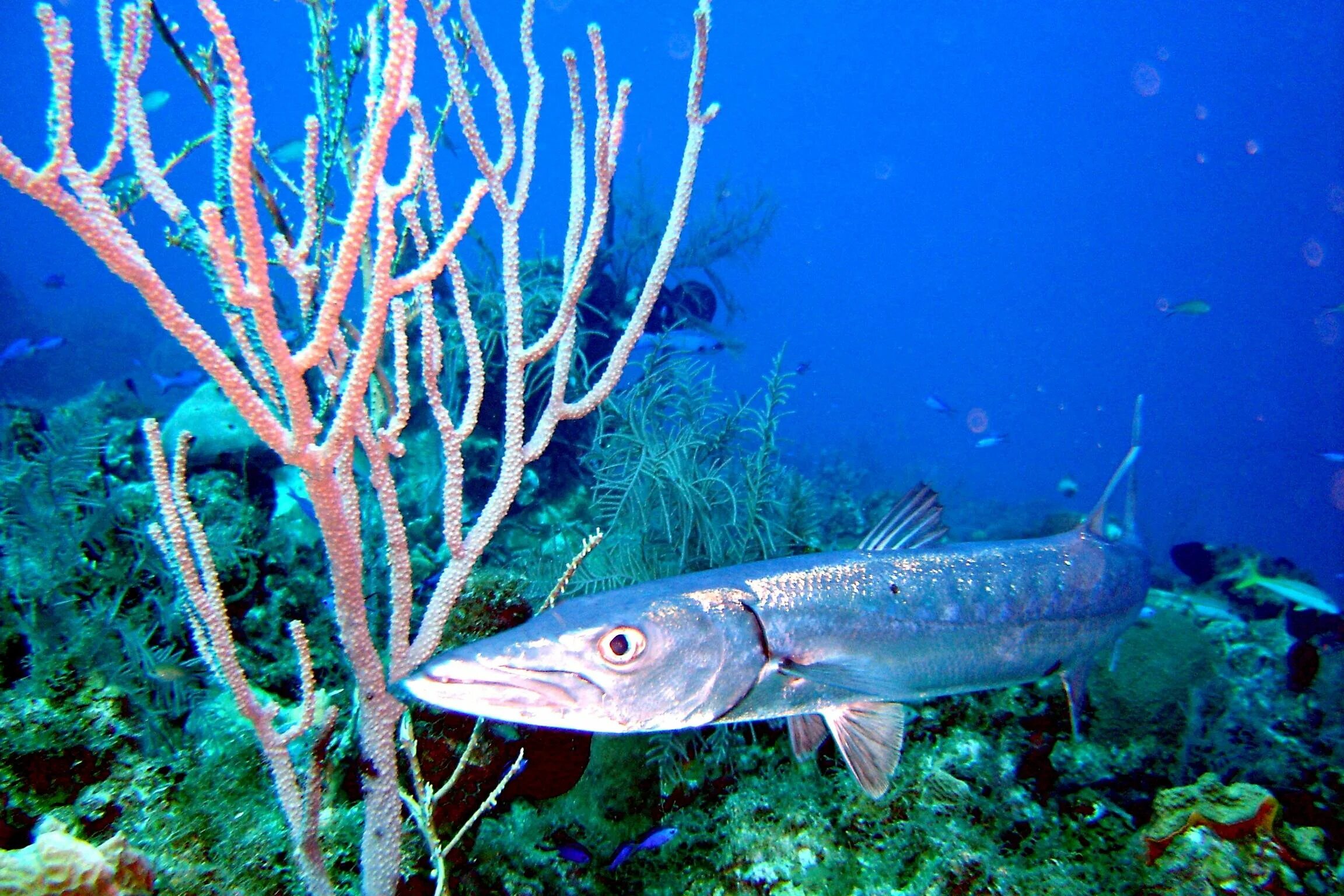 Барракуда рыба. Хищная рыба барракуда. Бараку барракуда рыба. Барракуда в красном море. Морская щука барракуда.