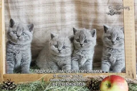 Сильвер сноу питомник