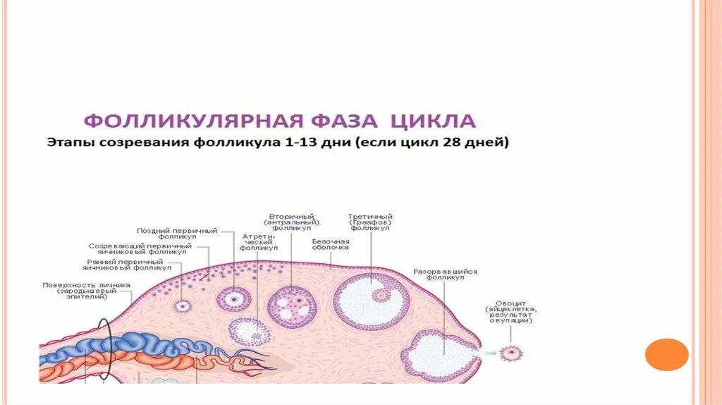 Гормональная регуляция менструационного цикла. Схема регуляции менструального цикла. Стадии созревания фолликула. Фолликулярная фаза яичникового цикла. Фолликул фаза