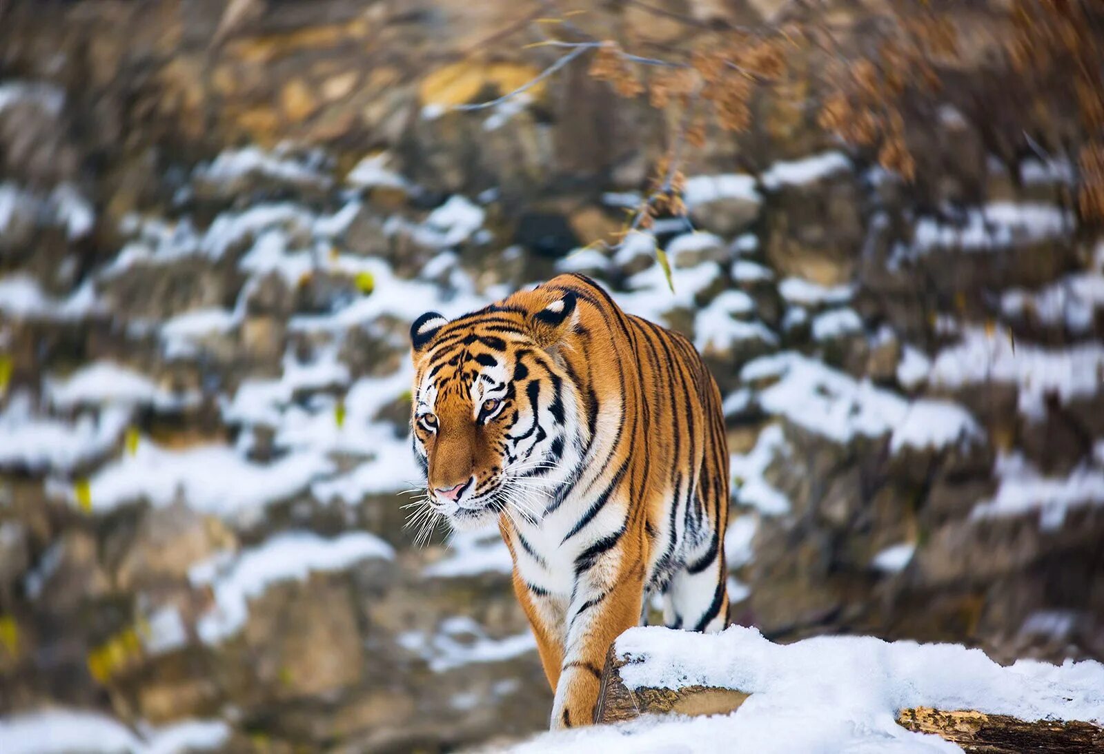 Tiger москва. Амурский тигр Сихотэ-Алинь. Сихотэ-Алинский заповедник Амурский тигр. Амурский тигр в Московском зоопарке. Сихотэ-Алинский заповедник животные.