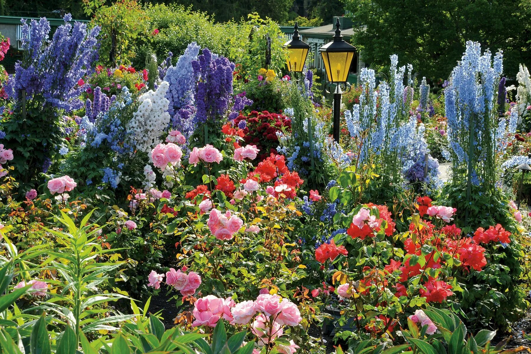 Сады Бутчартов розарий. Дельфиниум в миксбордере. Butchart Gardens розарий сада Бутчартов сад роз. Дельфиниум в ландшафте