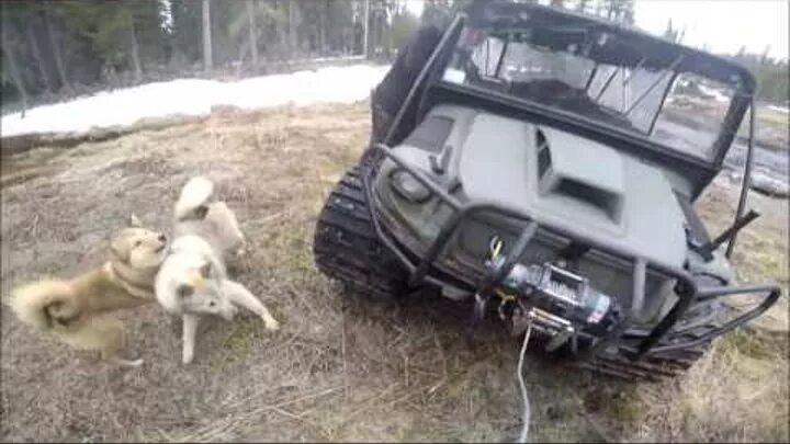 Охота на медведя с лайками Западной Сибири. Западно Сибирские лайки на охоте на медведя. Охота на медведя с лайками в Сибири.