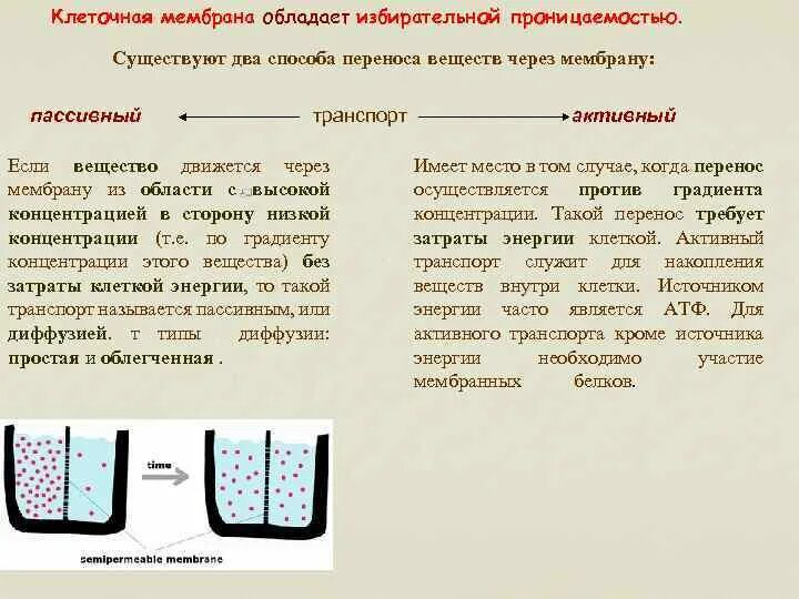 Каким номером обозначена структура обладающая избирательной проницаемостью. Каким номером обозначена структура обладающая избирательной проницаемостью