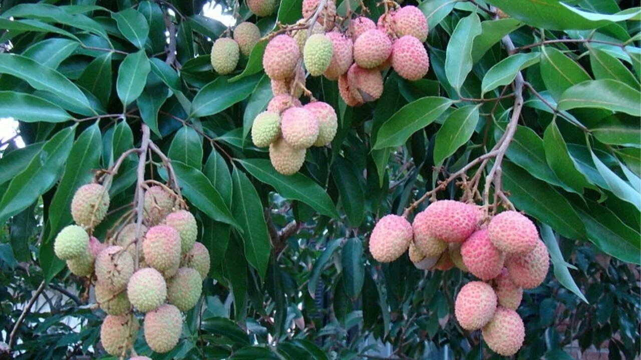 Китайские личи дерево фото - Тоши Суши