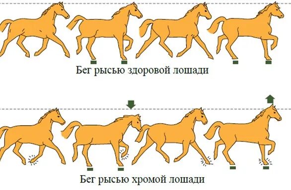 Галоп Рысь Аллюр иноходь. Бег рысцой на лошади. Аллюр бег лошади. Аллюр шаг лошади. Конно рысью