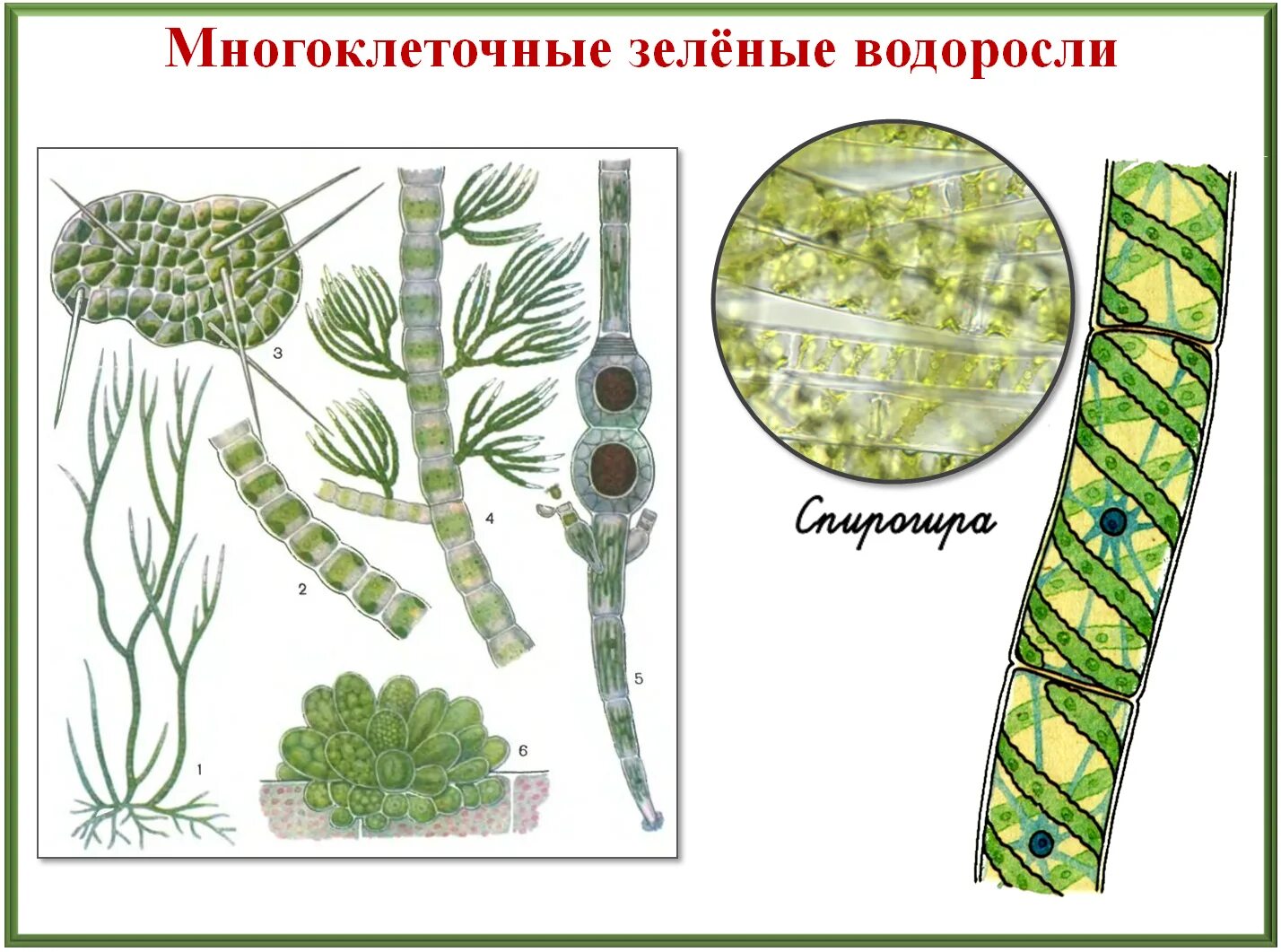 4 класса водорослей. Строение водорослей. Многоклеточные зеленые водоросли. Разнообразие зеленых водорослей. Многообразие и размножение водорослей.