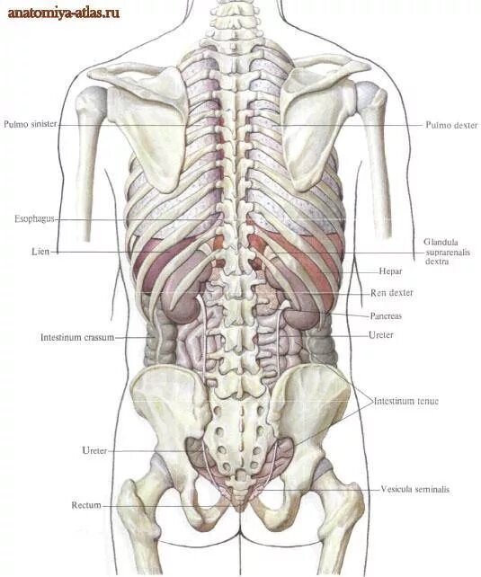 Органы в пояснице. Анатомия человека внутренние органы расположение почек у женщин. Строение человека внутренние органы со спины мужские.
