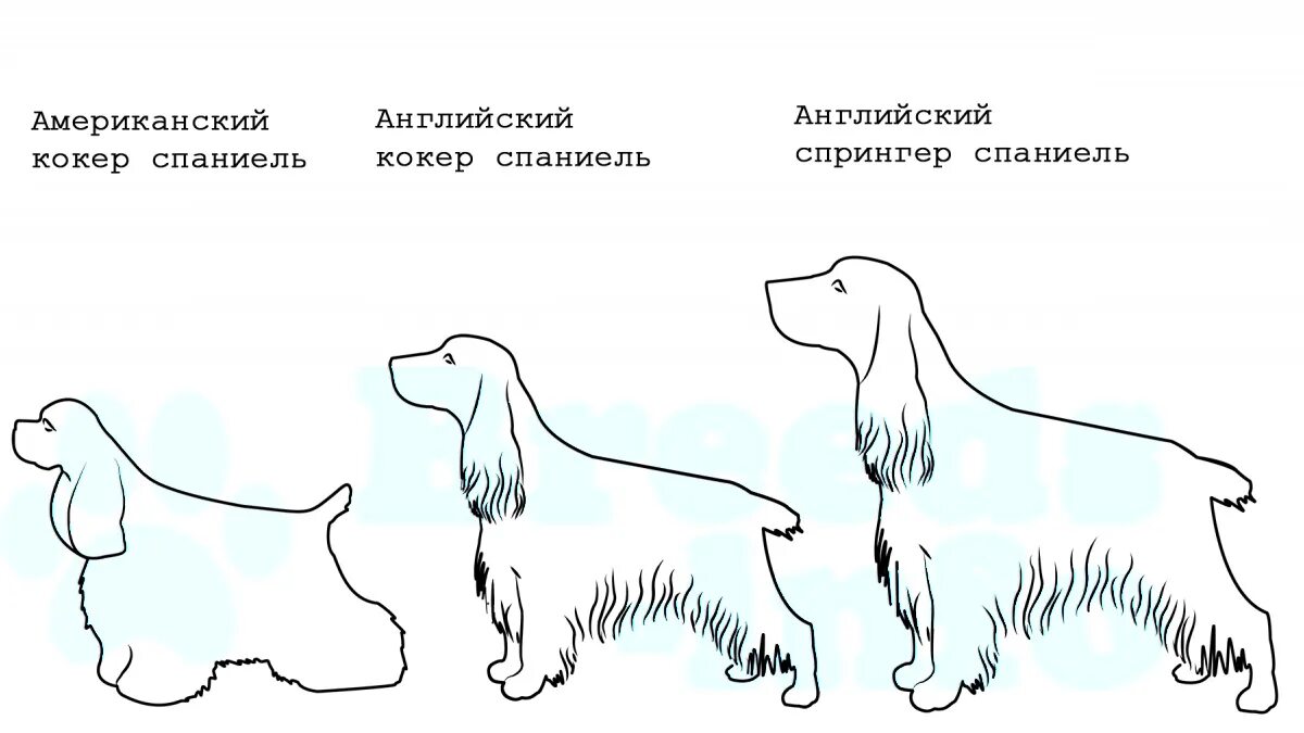 Английский кокер спаниель, в наличии. Цена: 10 000 ₽ в Хабаровске