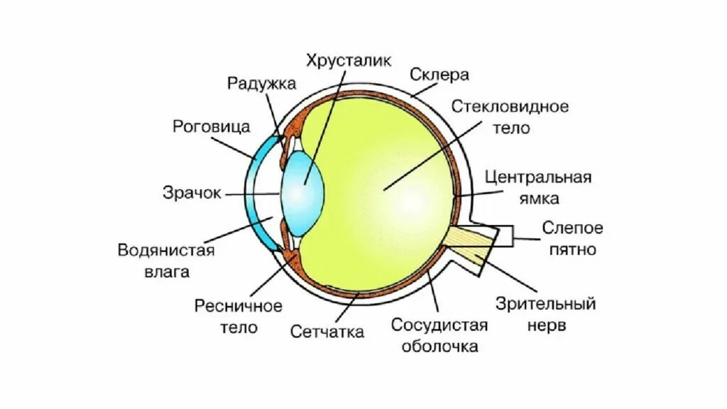 Орган зрения зрительный анализатор анатомия. Схема строения глазного анализатора. Строение глаза. Структура глаза.