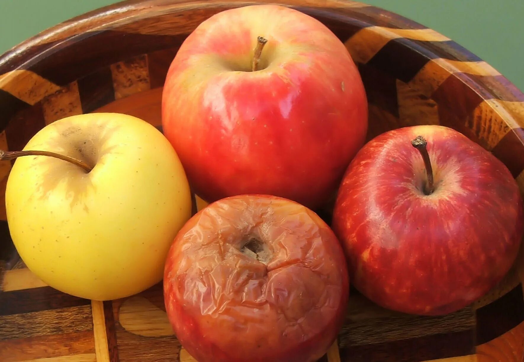 Пятистами яблок. Испорченные яблоки. Переспелое яблоко. Перезревшие яблоки.
