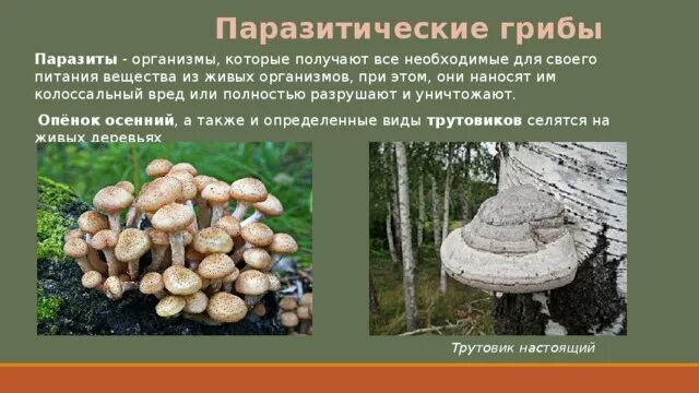 Выберите из списка грибы паразиты. Паразитические грибы. грибы паразиты. грибы паразиты названия.