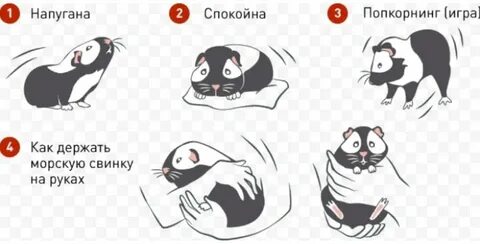 Куда нужно давать
