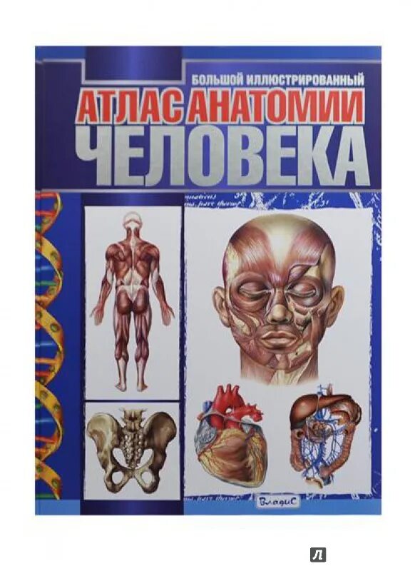 Лучший атлас по анатомии. Махиянова атлас анатомии человека. анатомия человека атла. большой иллюстрированный атлас анатомии человека. атлас человека по анатомии.