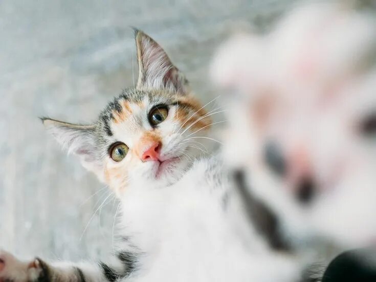 Кошка на заставку. Рагамаффин черепаховый. Е кошки. Закачать кошка. Кот серый.