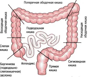 Слизистая оболочка подвздошной кишки