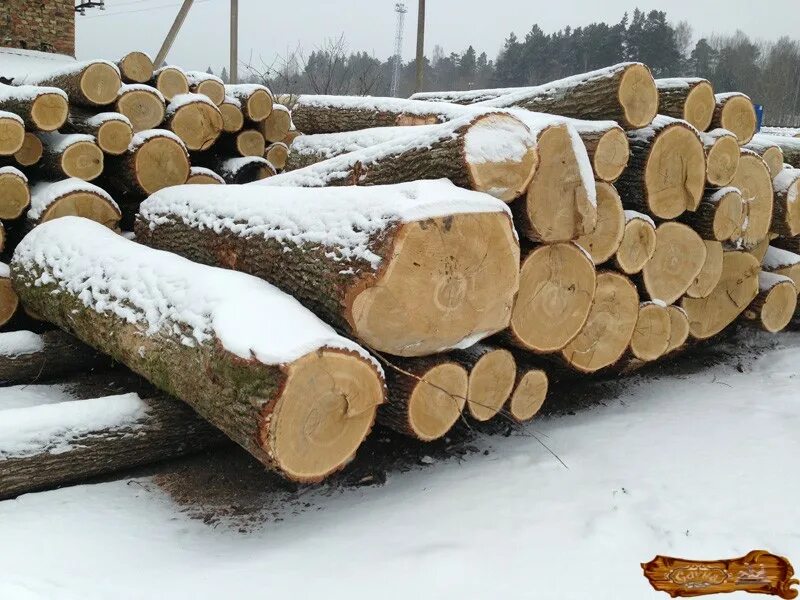 Круглый срез дерева. Оцилиндрованное бревно кедр. Круглое бревно. Дом из круглого бревна. Круглый спил дерева.