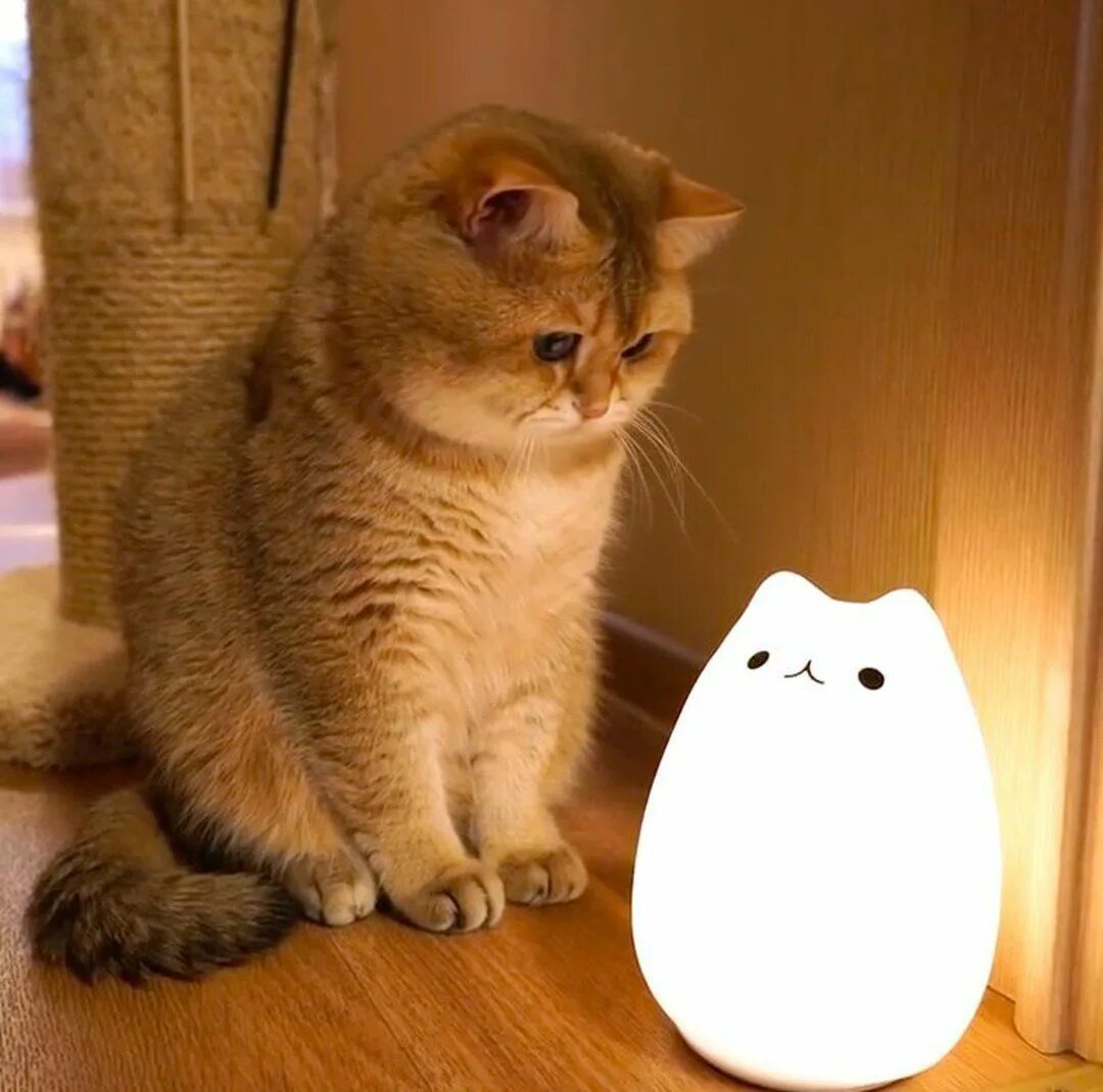 Лампа кот. Котик с лампой. Ламповый кот. Котик с лампочкой. Смешные коты 2024