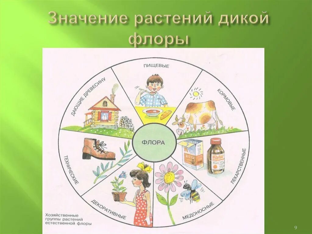 Значение растений для человека 5 класс. Значение растений. значение растений схема. значение растений в природе и жизни человека. схема значение растений в жизни человека.