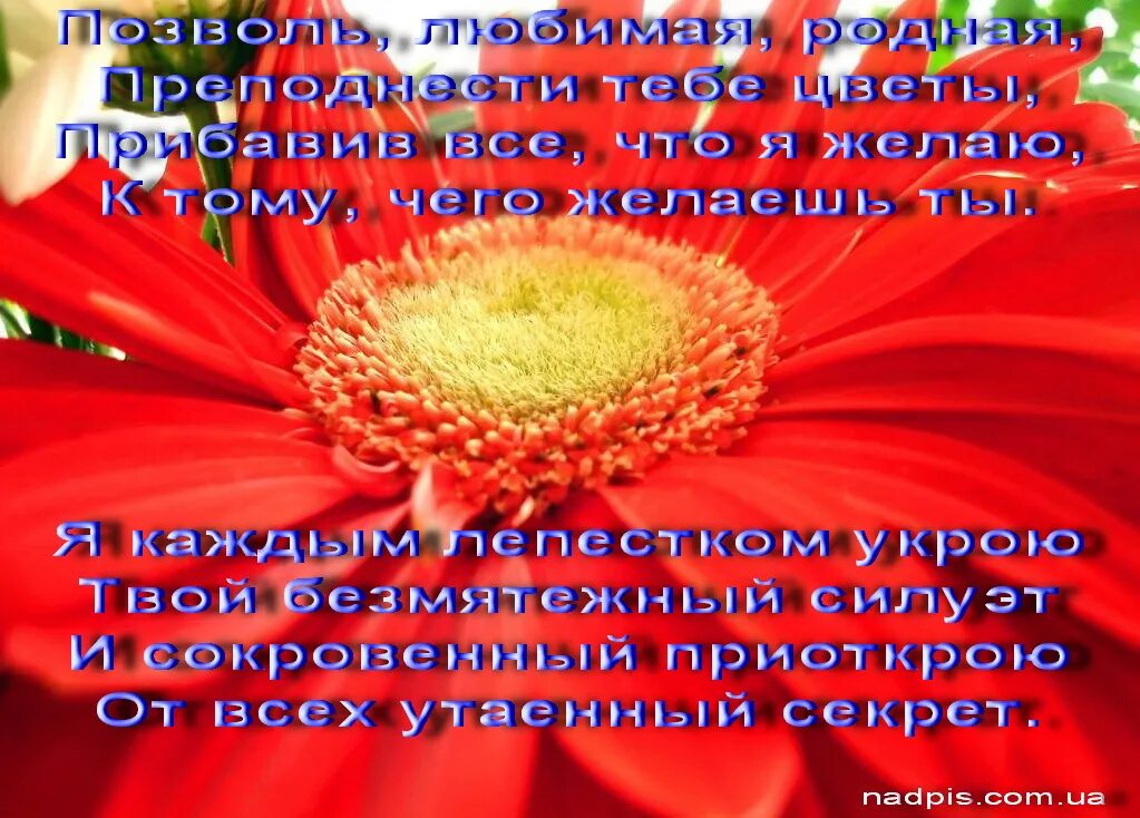 Прекрасное пожелание любимой женщины. Прекрасное пожелание любимой женщины. Красивое поздравление женщине. Картинки любимой жене. Прекрасное пожелание любимой женщины.
