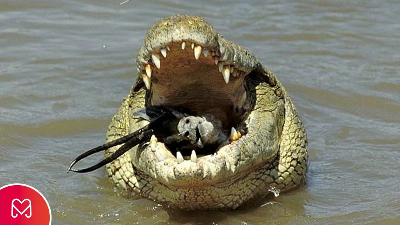 Покакав крокодил. Как какают крокодилы. Вы видели как крокодил зовет на помощь фото. Как какают крокодилы. Вы видели как крокодил зовет на помощь.