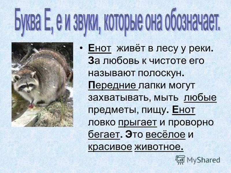 енот живет в лесу. енот полоскун живут в россии. ареал енота полоскуна. нора енотовидной собаки. енот полоскун в природе.