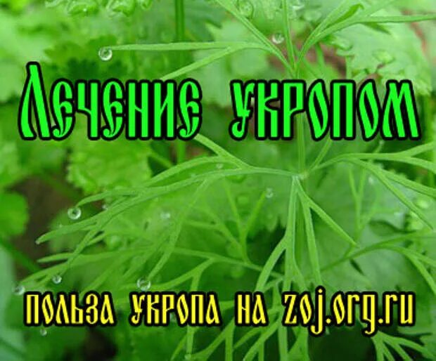 Укроп от кашля. Укроп пить. Полезные свойства укропа. Укроп для печени.