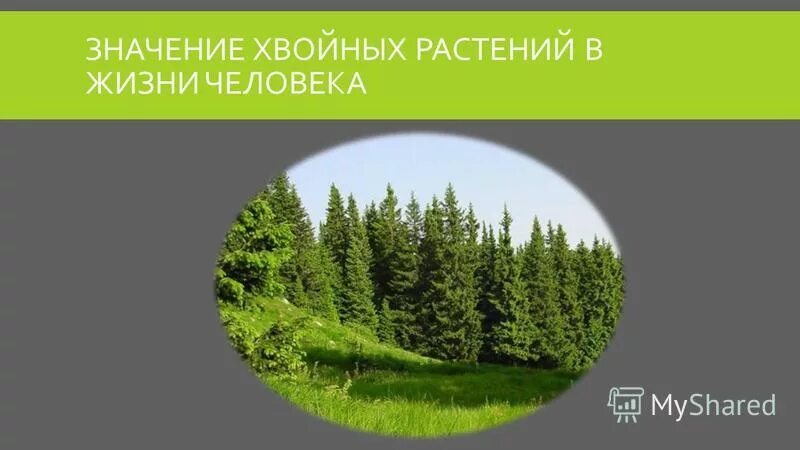 3 значения хвойных растений в жизни человека