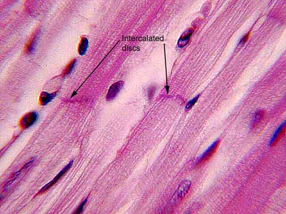 Гладкие мышцы многоядерные. Гладкая мускулатура микропрепарат. Гладкая мышечная ткань микропрепарат. Мышечная ткань микроскоп. Гладкая ткань под микроскопом.