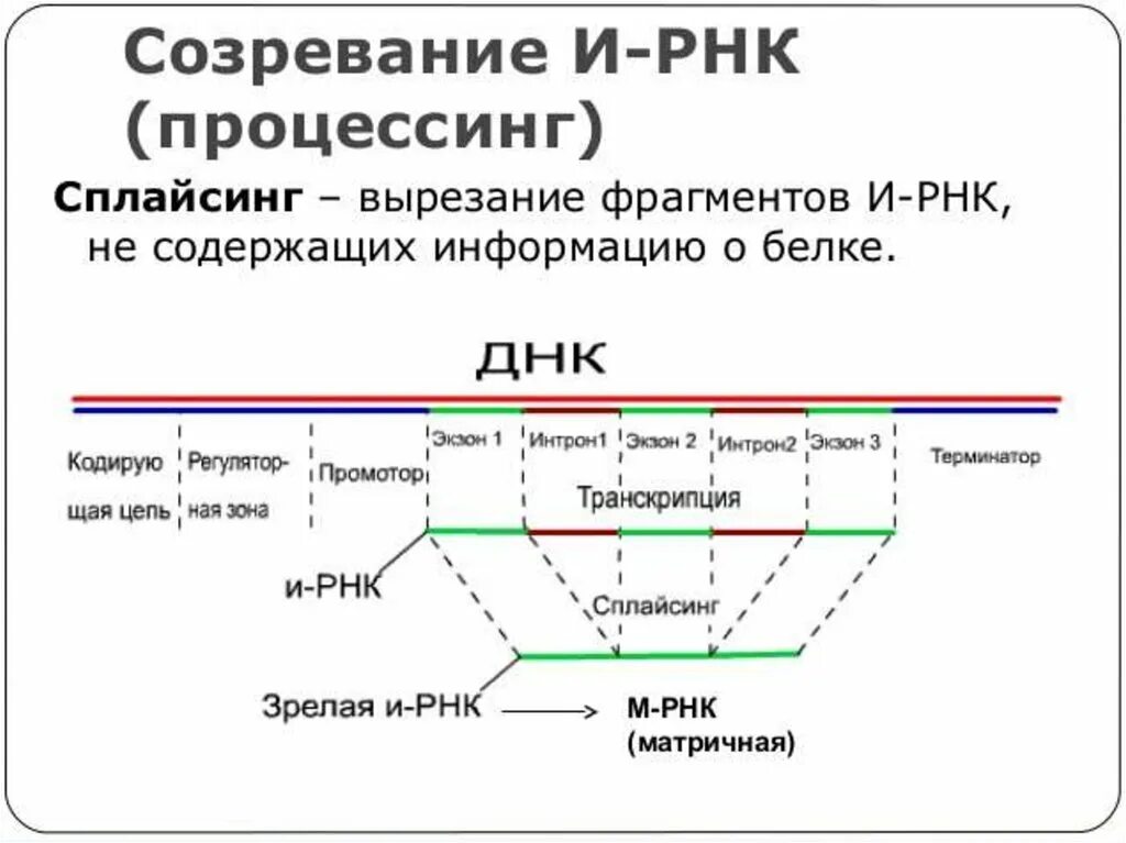 Синтез белка процессинг сплайсинг. Схема синтеза белка эукариот. Этапы биосинтеза белка процессинг. Этапы синтеза белка сплайсинг.