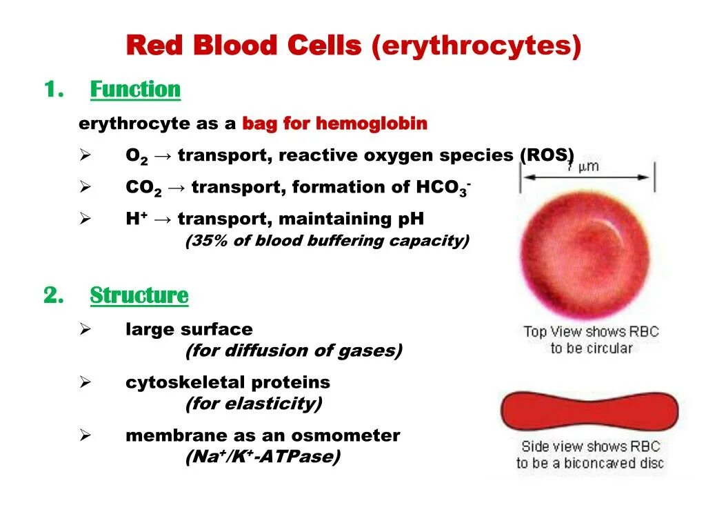 Red Blood Cell structure. Эритроциты в крови. Red Blood Cell RBC count. Эритроциты (Red Blood Cells, RBC).