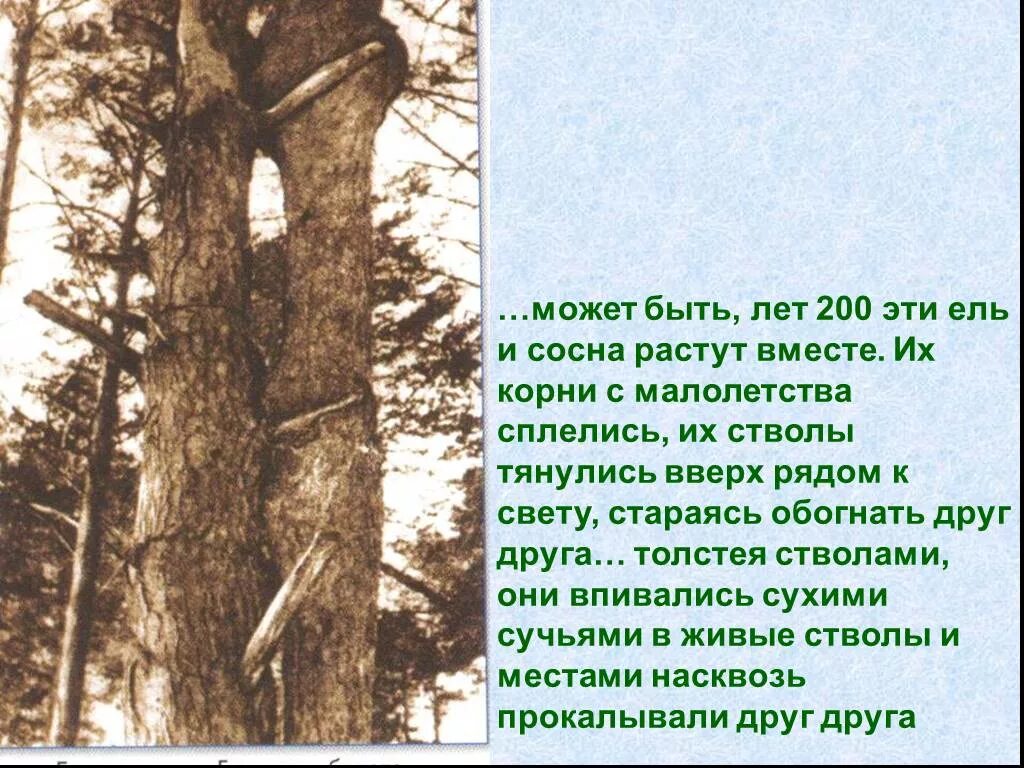В каждой сосне не было. М пришвин ель и сосна рассказ. кладовая солнца пришвин сосна и ель. эпизод сосна и ель кладовая солнца. иллюстрация к эпизоду о ели и сосне.