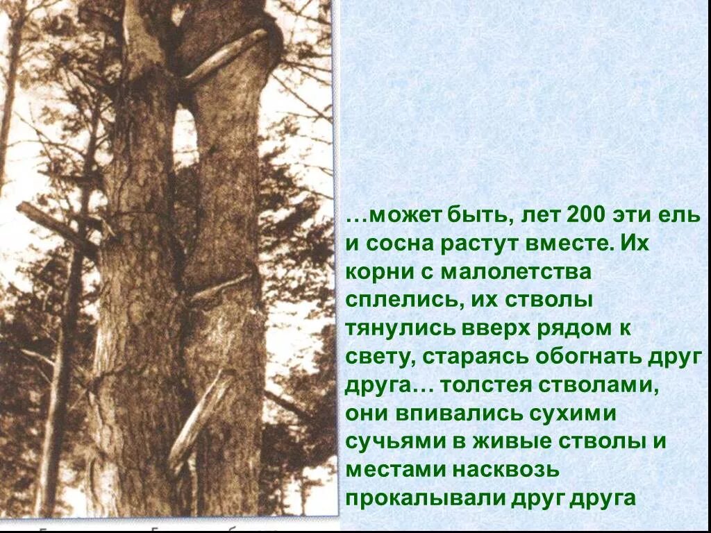 Ель и сосна на блудовом болоте. М пришвин ель и сосна рассказ. Кладовая солнца пришвин сосна и ель. Кладовая солнца эпизод ель и сосна. Ель и сосна переплелись.