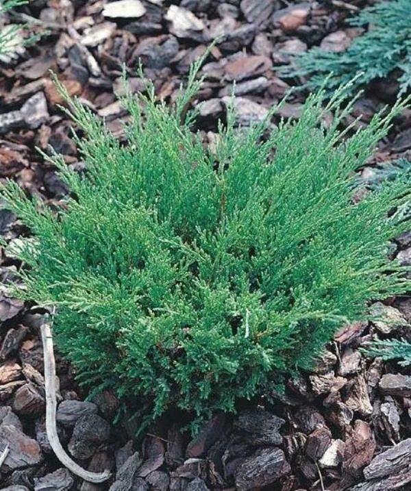 Можжевельник горизонтальный Juniperus horizontalis Andorra. Можжевельник казацкий Андорра компакт. Можжевельник Andorra compacta. Можжевельник горизонтальный `Андорра компакт`, Juniperus horizontalis `Andorra Compact`.