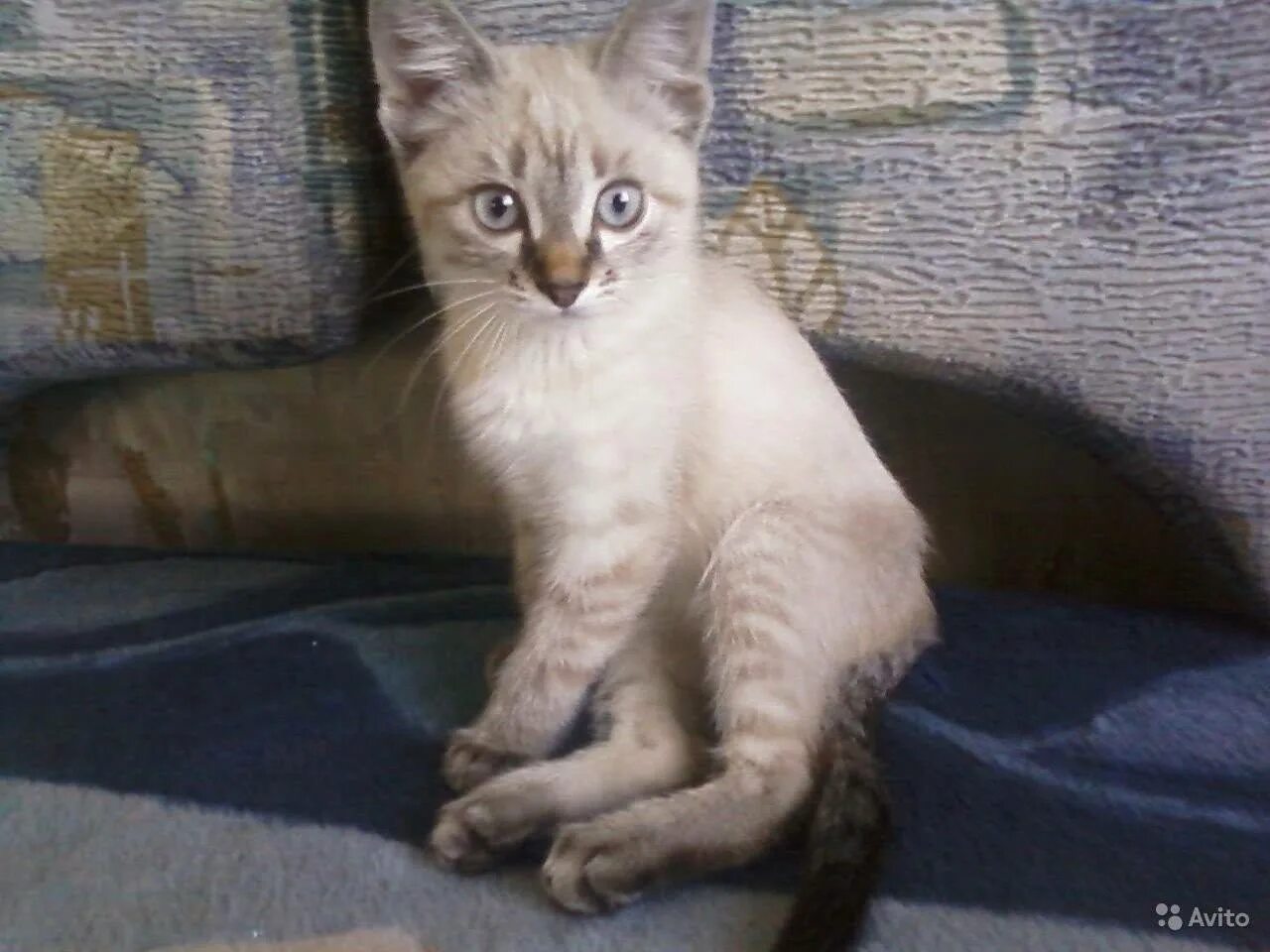 Смесь сиамской кошки. Метис тайской кошки. Метис сиамской кошки. Метис сиамской и сибирской. Тайский кот метис.
