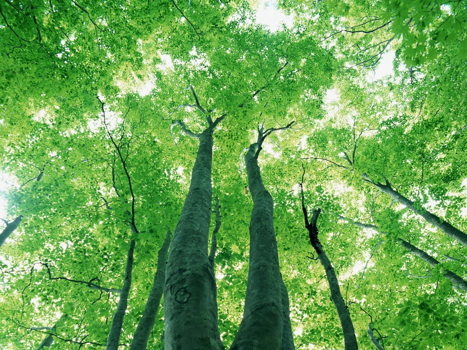 Enough tree
