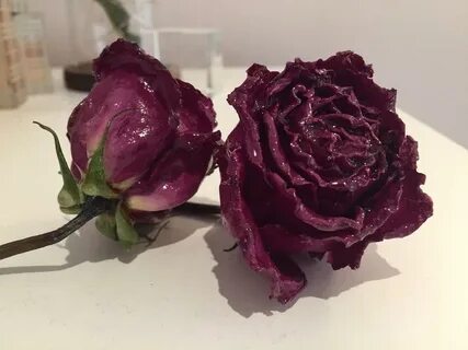 Glossing rose