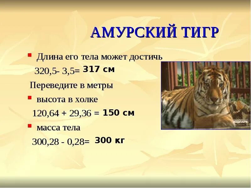 Амурский тигр весит