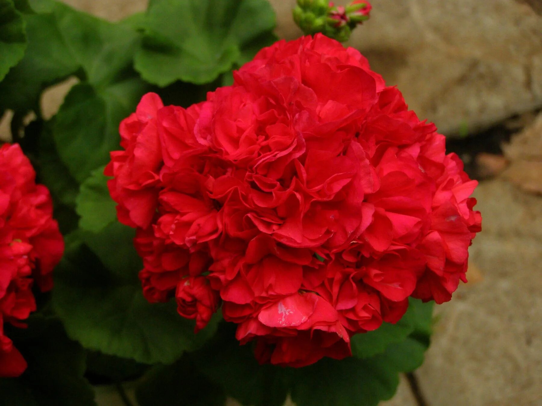 пеларгония кенис дабл. Kenny's double пеларгония. пеларгония кенис. пеларгония кенни доубле. пеларгония кенни дабл.