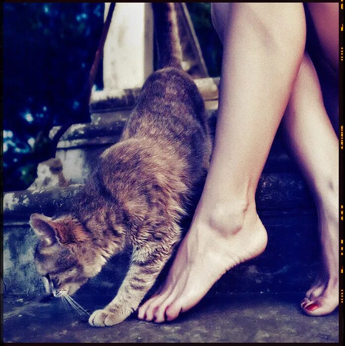 За ним по пятам гнались котята составьте. Кошачьи ножки. Ноги кота. Котик и женские ножки. Женские ноги и кошка.
