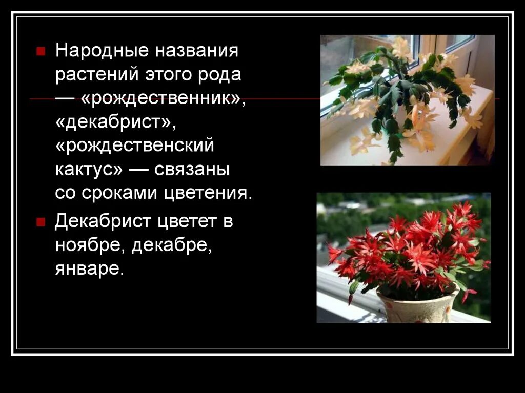 Декабрист шлюмбергера Родина. Комнатное растение декабрист описание. Декабрист цветок краткая информация. Декабрист зацвел в марте приметы