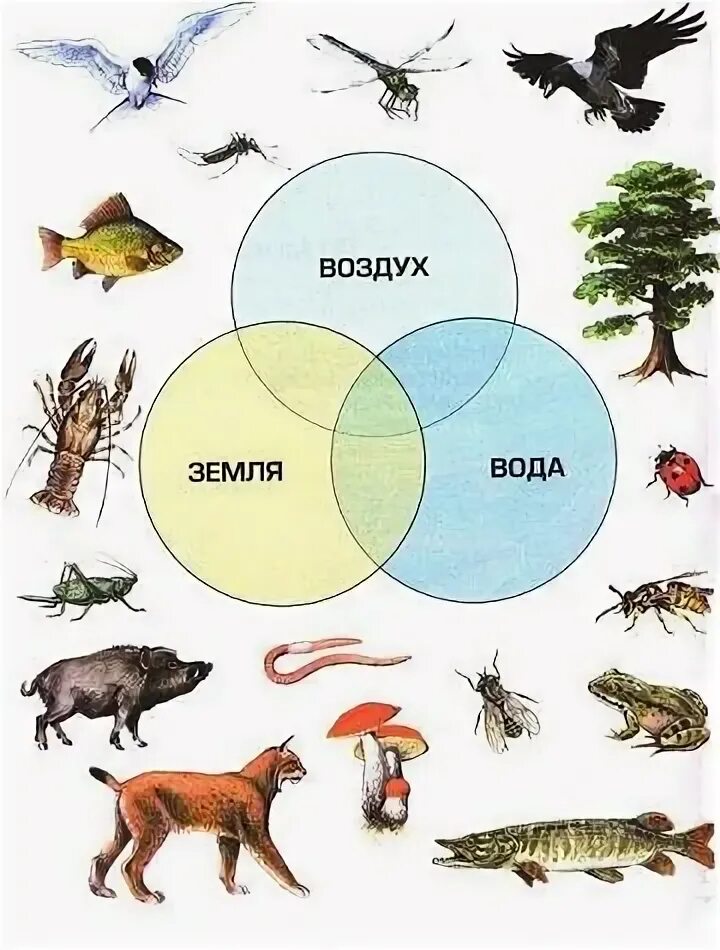 Животные из каждой среды обитания. Среды обитания животных. Животные разных сред обитания. Среда обитания для дошкольников. Животные по средам обитания.